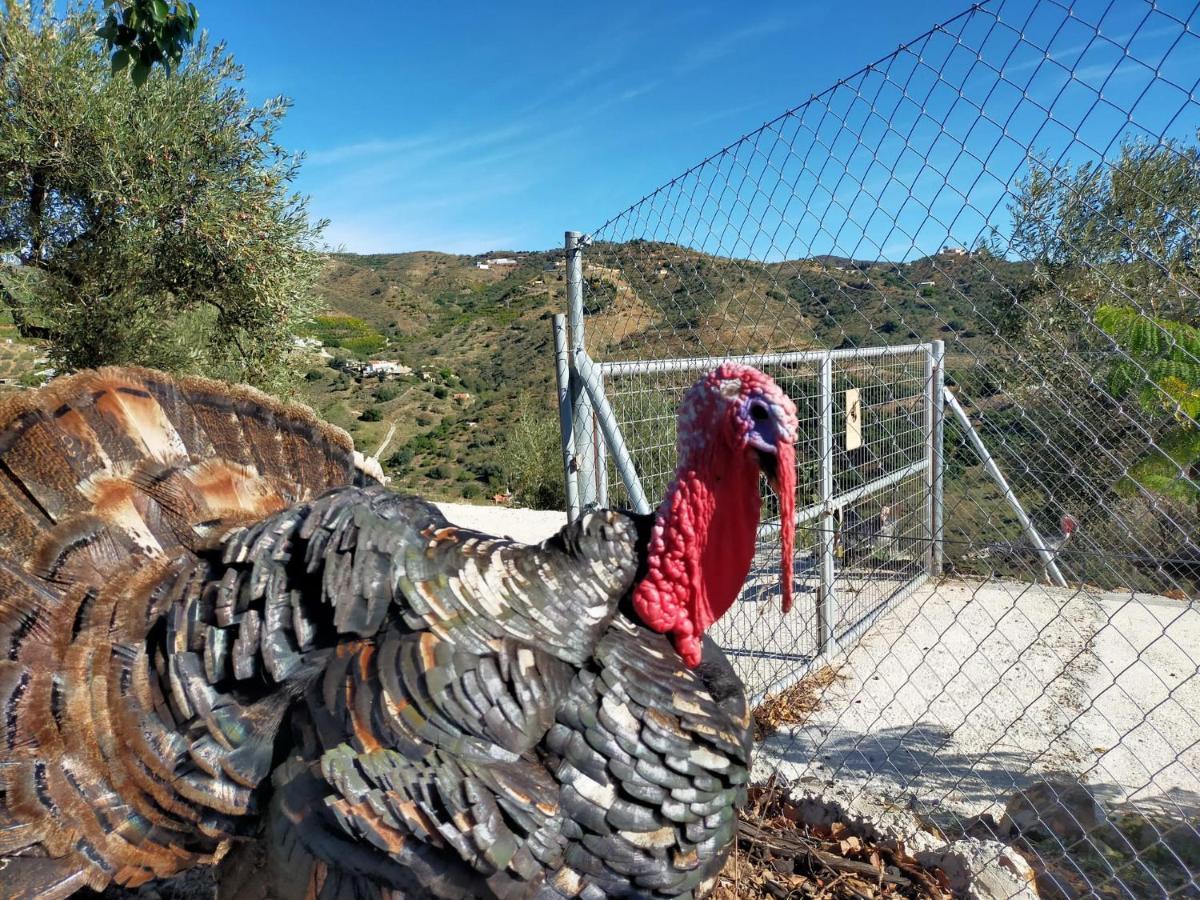 Paraje El Pozo Malaga Ngoại thất bức ảnh