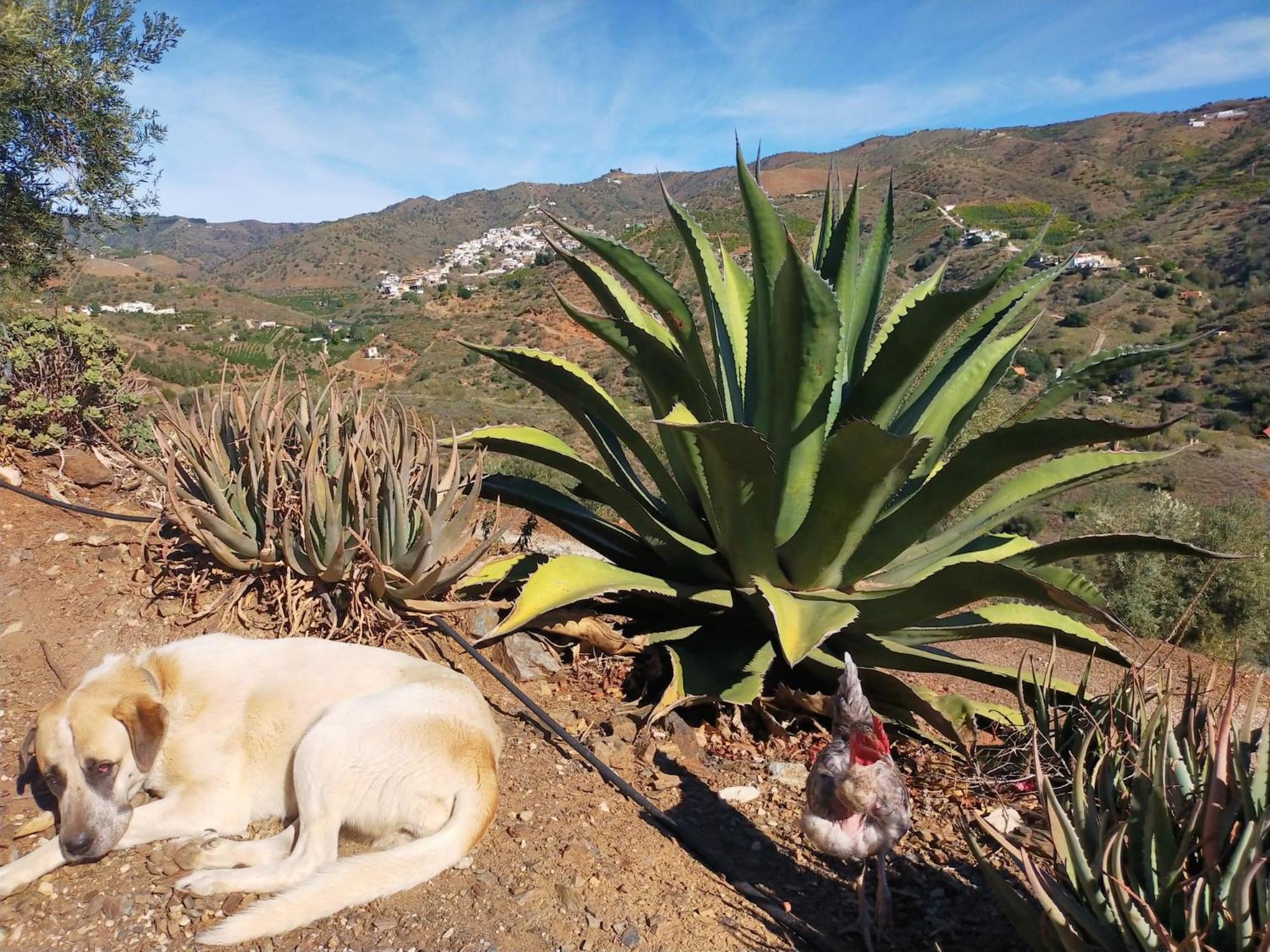 Paraje El Pozo Malaga Ngoại thất bức ảnh